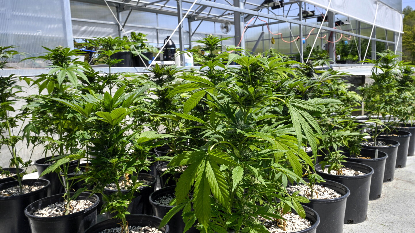 The DEA Makes the Case to Take It Easy on Marijuana