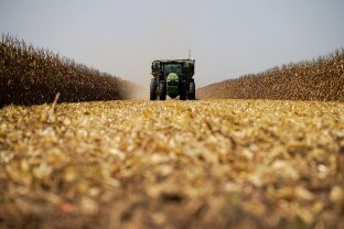 A tractor harvesting corn.