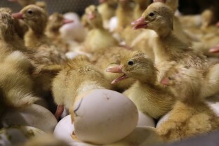 Day-old duck hatchlings
